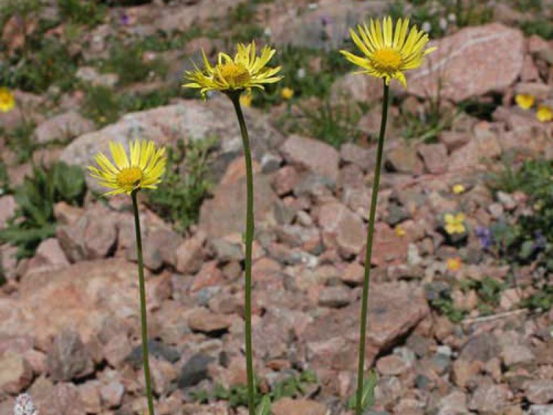 Дороникум туркестанский