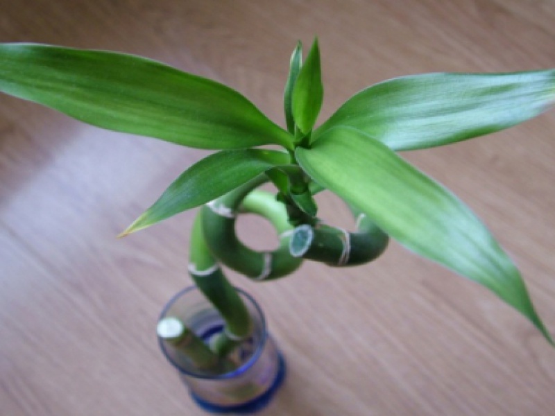 Драцена-бамбук