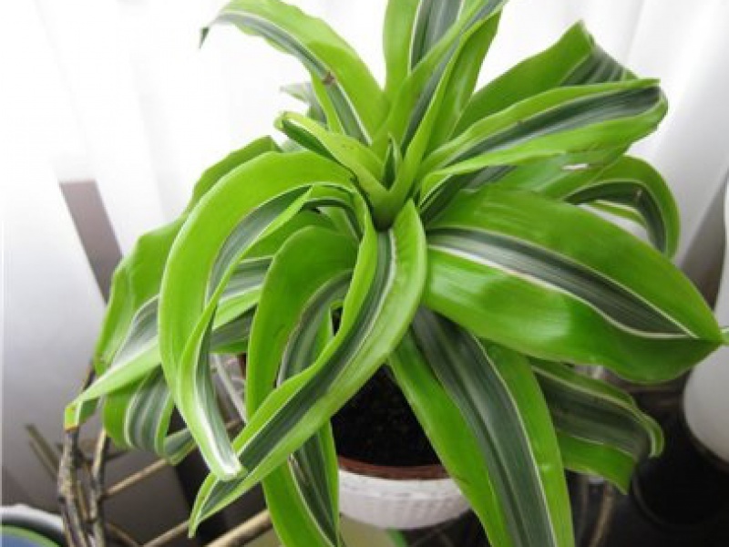 Драцена душистая «Lemon Surprise»