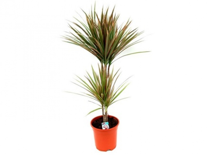 Драцена маргината биколор