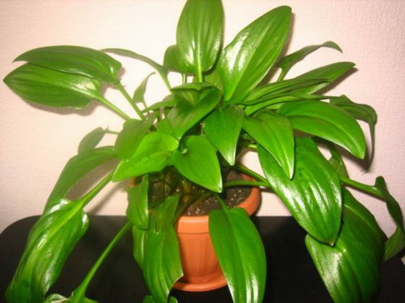 Дримиопсис