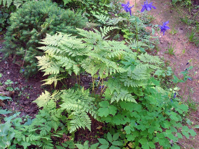 Щитовник амурский