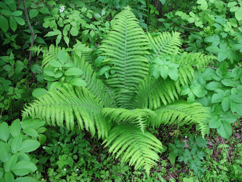 Щитовник Буша