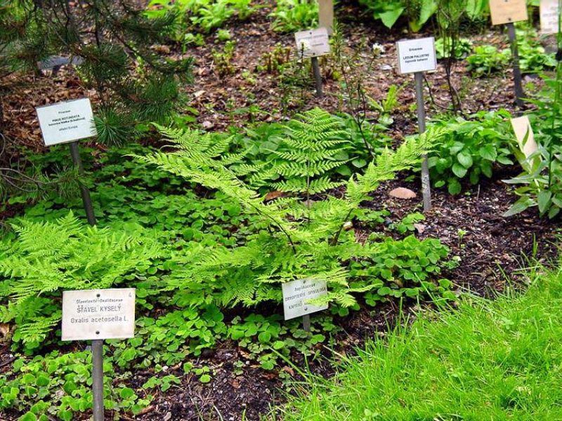 Щитовник гребенчатый