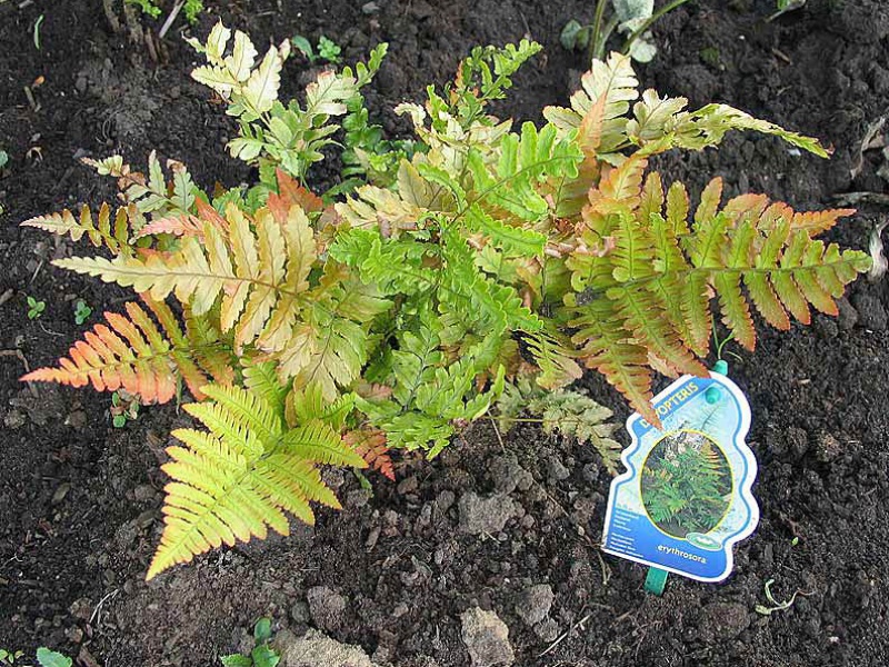 Щитовник красносорусовый