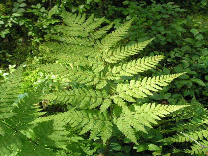 Щитовник мужской