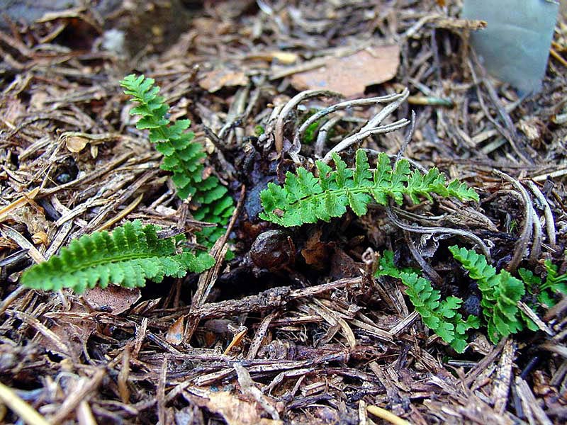 Щитовник душистый