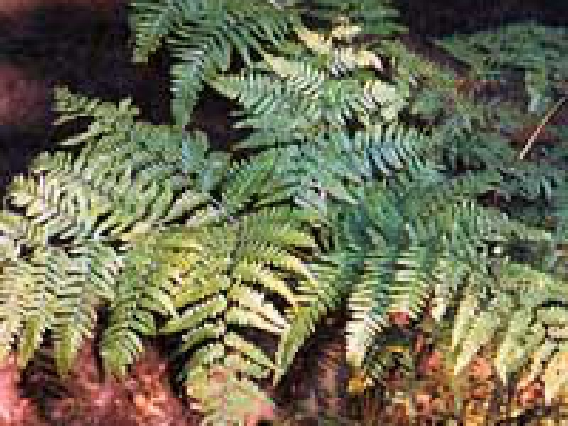 Щитовник светлый