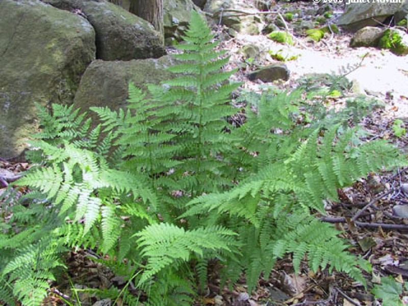 Щитовник игольчатый