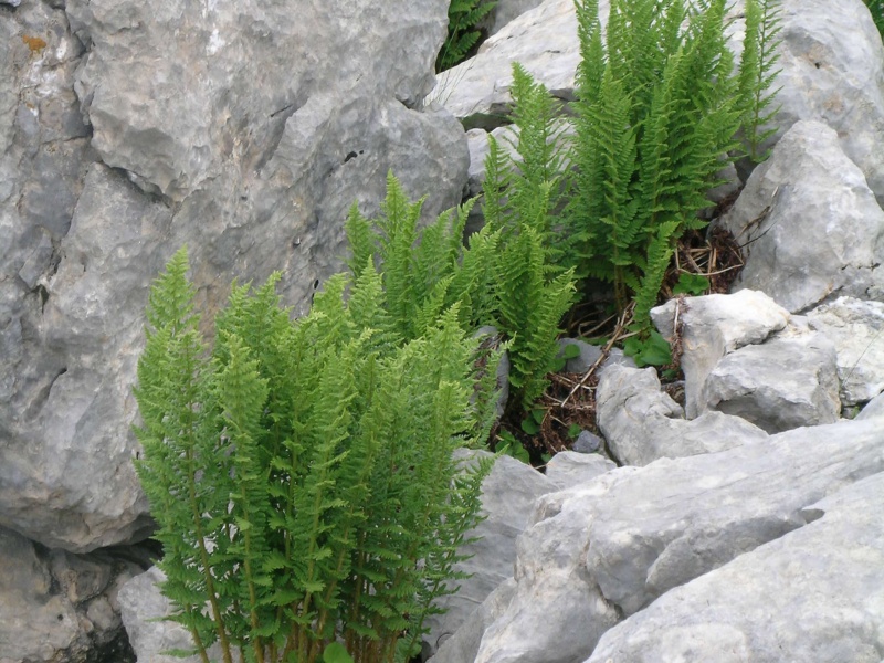 Щитовник вилларии