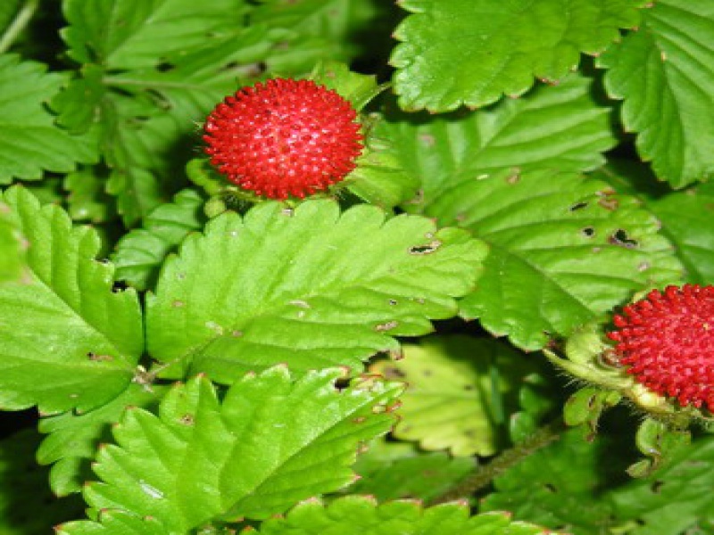 Дюшенея индийская, Лапчатка индийская