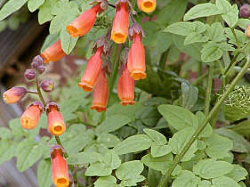 Вислоплодник