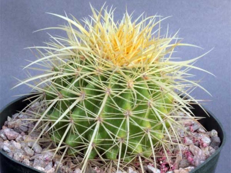 Эхинокактус