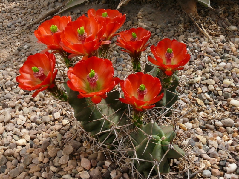 Эхиноцереус