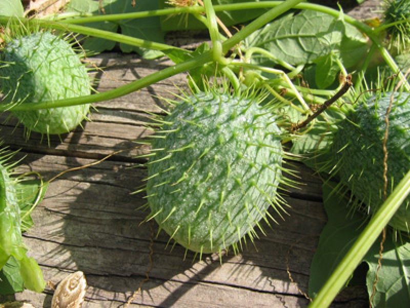 Колючеплодник лопастный, или Эхиноцистис лопастный, или Бешенный огурец