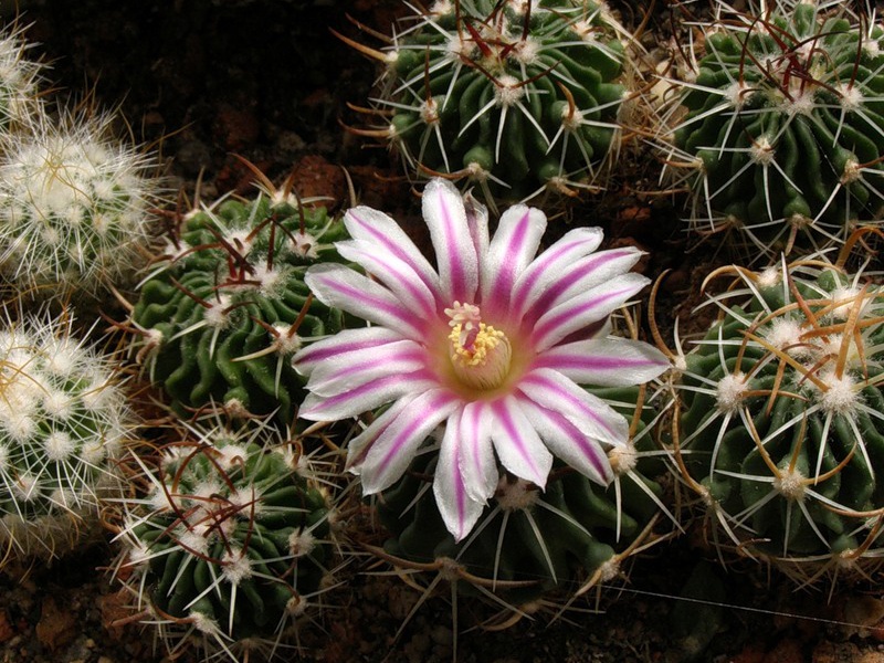 Эхинофоссулокактус