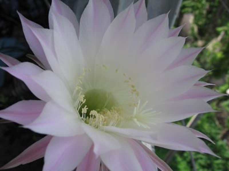 Эхинопсисы