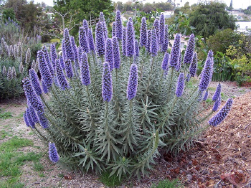 Эхиум или Синяк