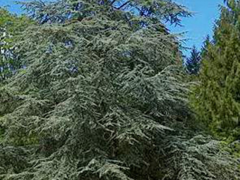 Blue Atlas cedar, blue cedar