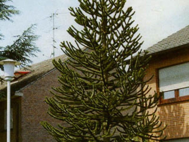 Chilean araucaria