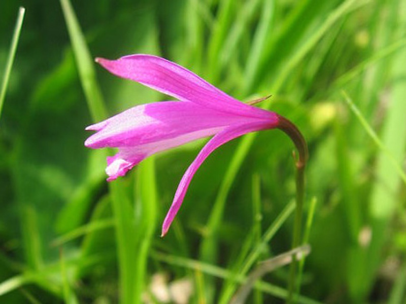 Элеорхис японский