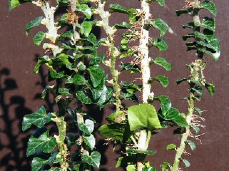 Rock ivy 'Conglomerata'