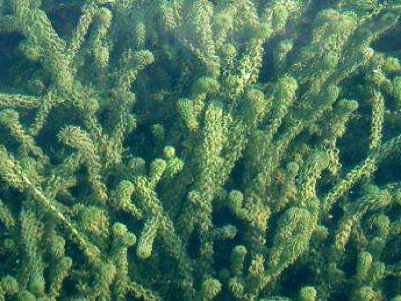 Элодея канадская