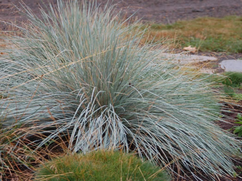 Волоснец, колосняк, элимус