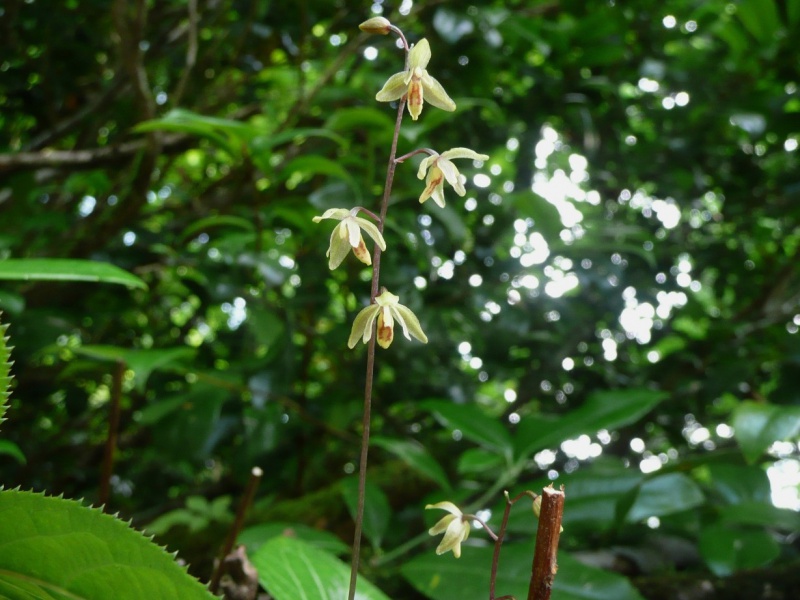 Седлоцвет сахалинский