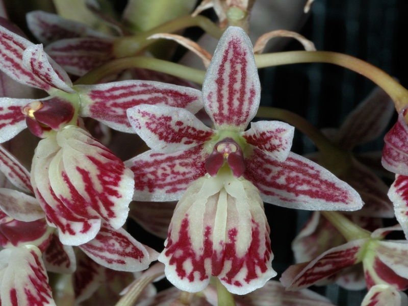 Эпидендрум