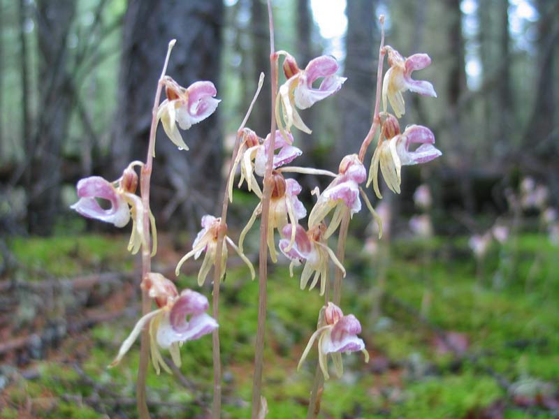 Надбородник