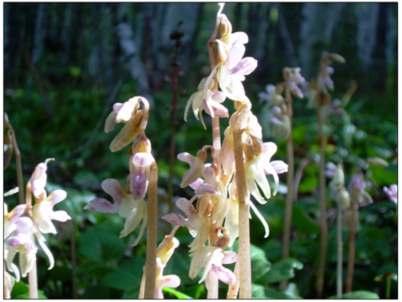 Надбородник безлистный