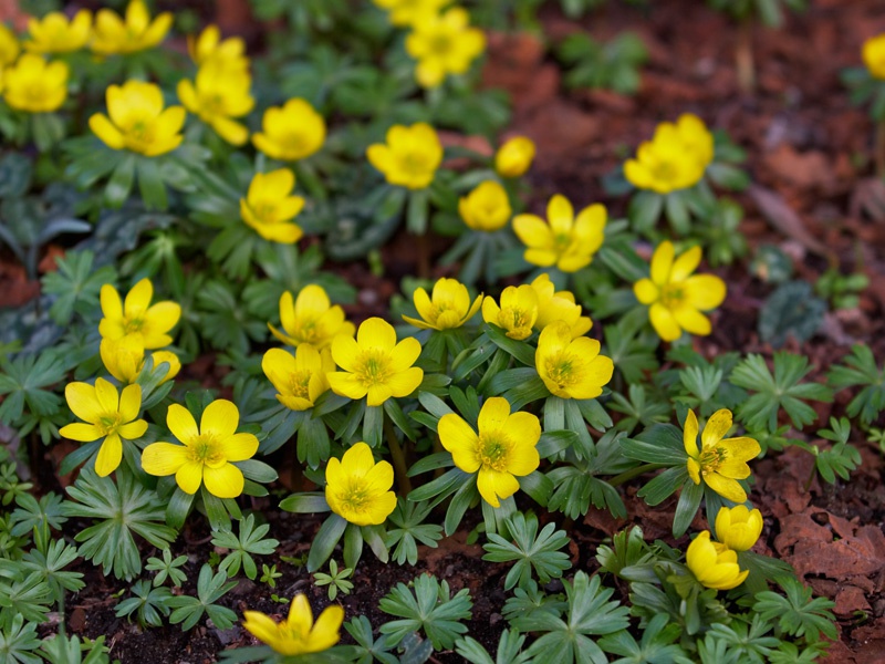 Эрантис или Весенник