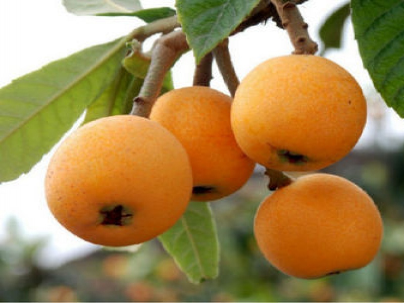 Мушмула японская