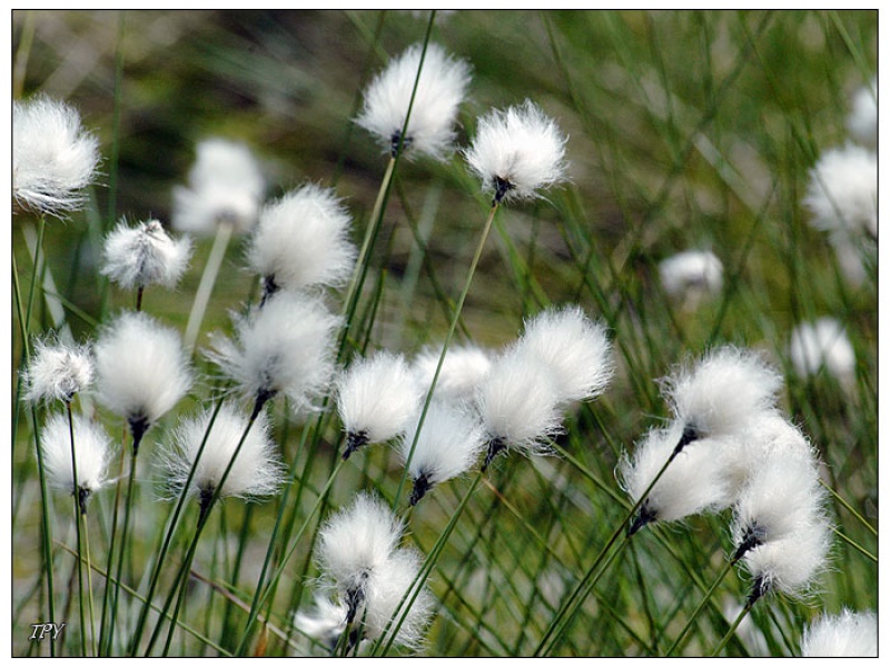 Пушица влагалищная