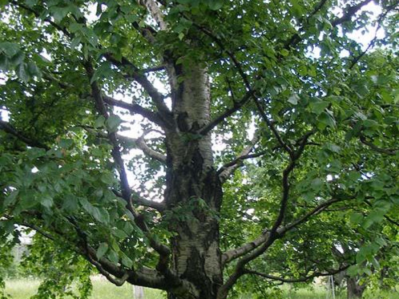 Береза Эрмана