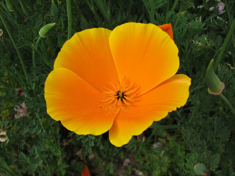 Эшшольция, или Калифорнийский мак