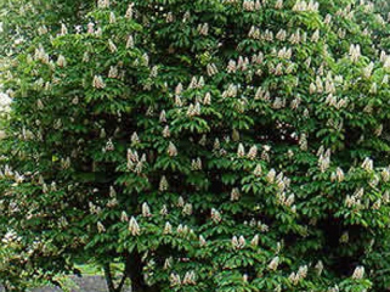 Horse chestnut
