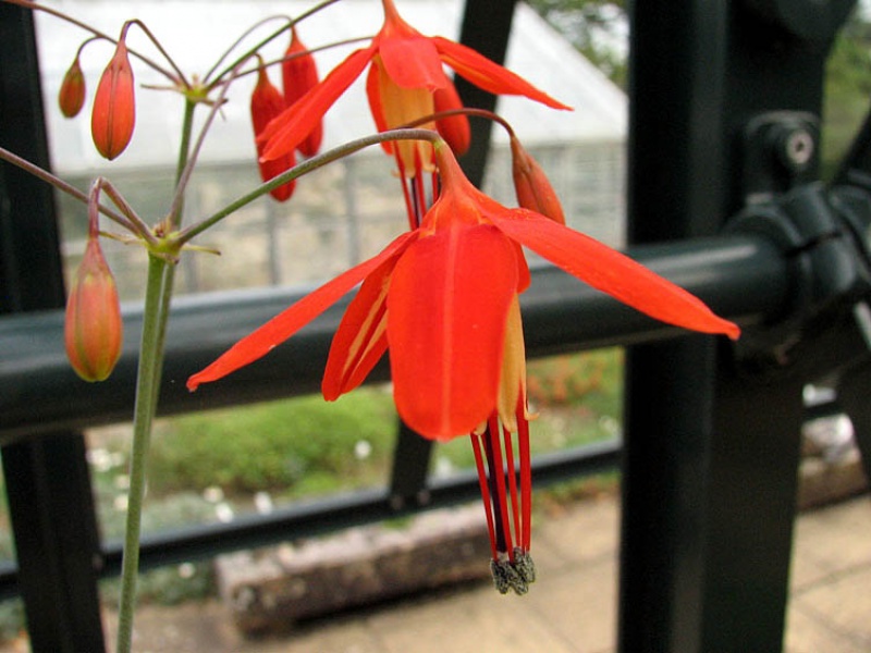 Бессера изящная