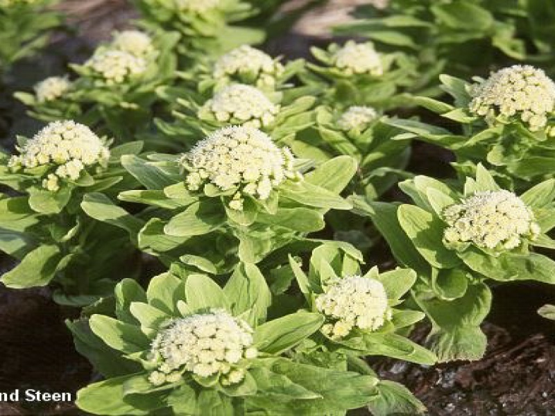 Белокопытник японский