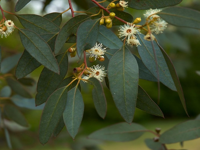 Эвкалипт Ганна