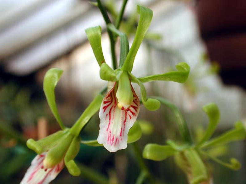 Эулофия туркестанская