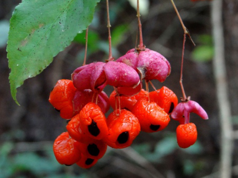 Spindle (Euonymus)