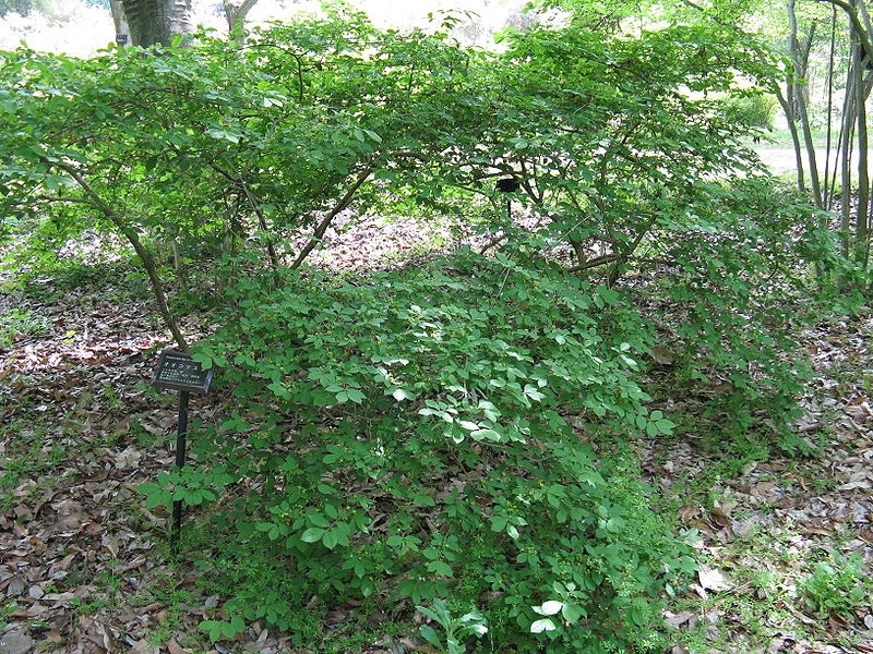 Бересклет крылатый