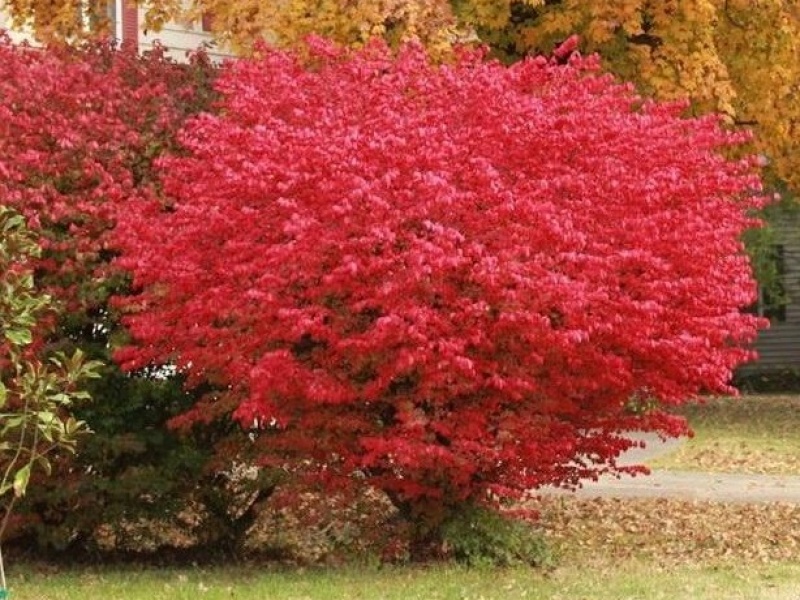 Бересклет крылатый Компактус