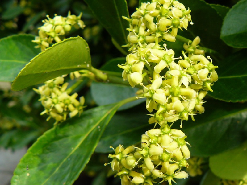 Бересклет японский