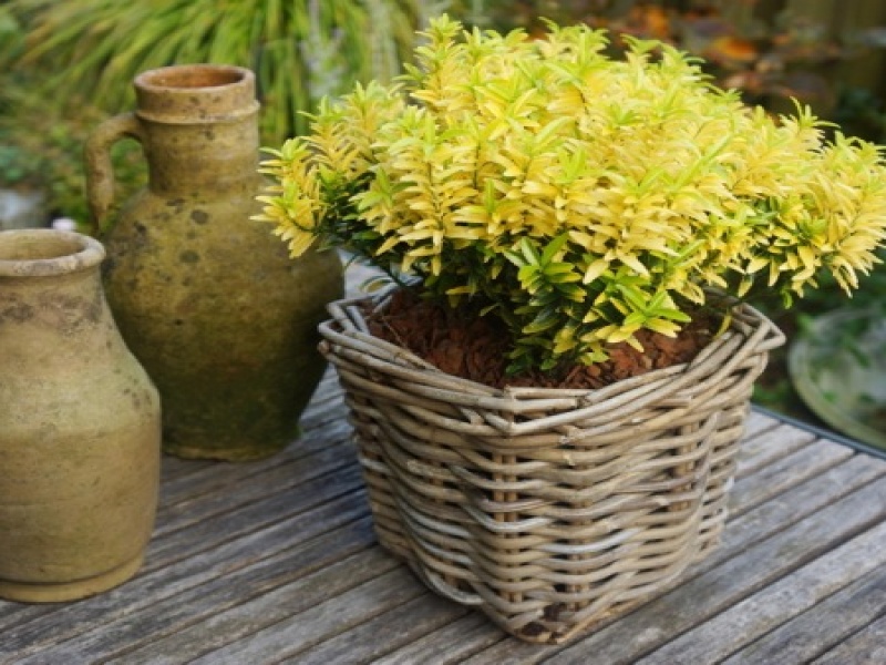 Бересклет японский Хепинесс