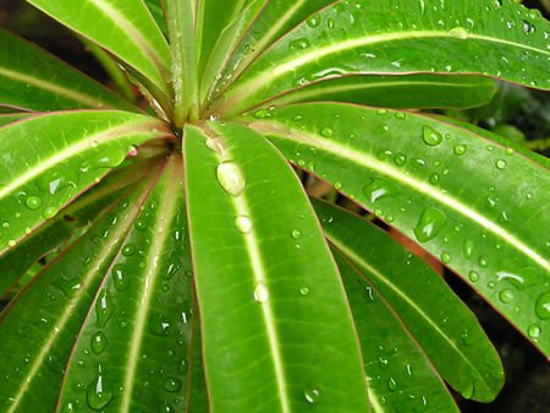 Эуфорбия или Молочай