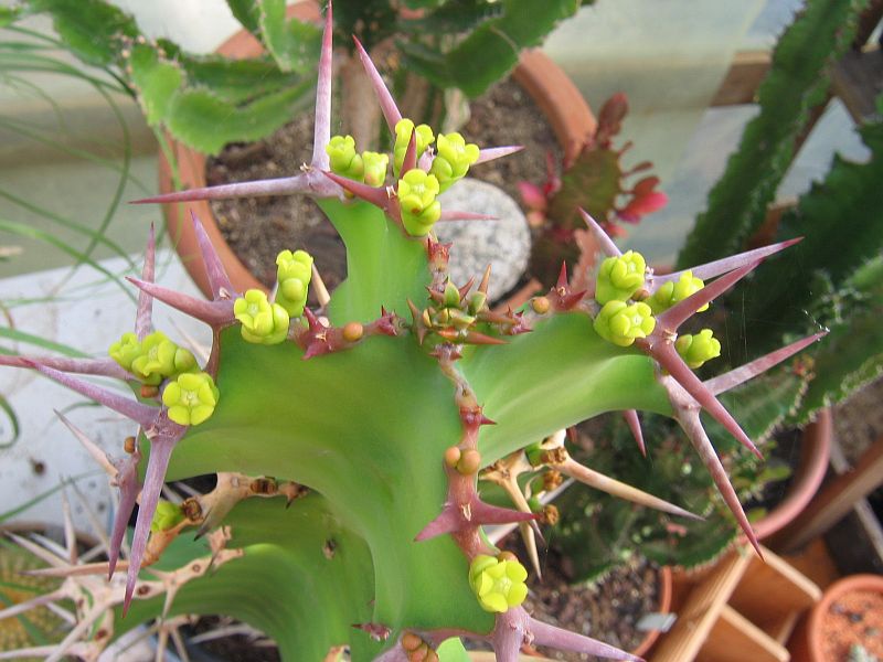 Эуфорбия или Молочай крупнорогий