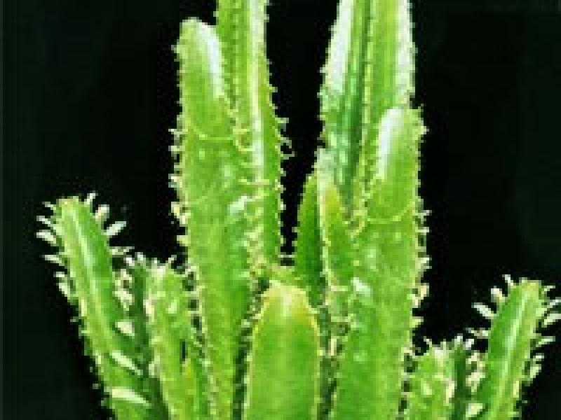 Эуфорбия или Молочай многогранный